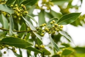 Bay Leaves-Laurel Leaves