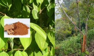 Cinnamon