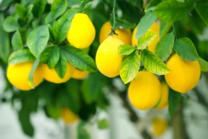 Citrus