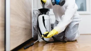 Contact a pest control professional