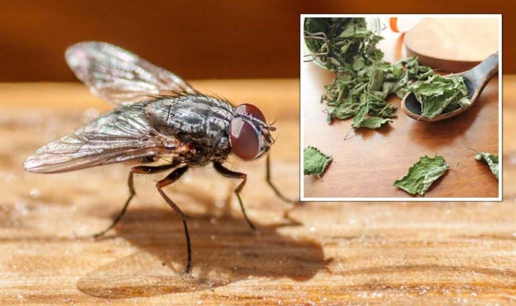 Flies Avoid These Scents—Learn What Really Works!