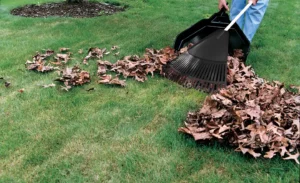 Keep your yard clean