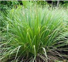 Lemongrass