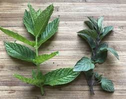 Spearmint-Peppermint