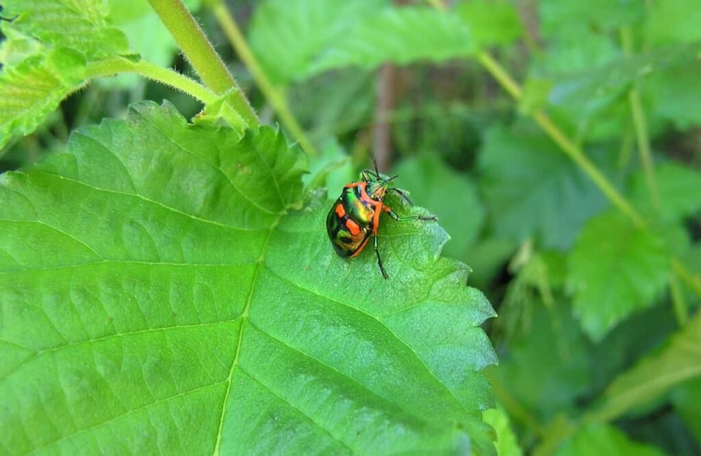 Understanding the Problem with Garden Flies